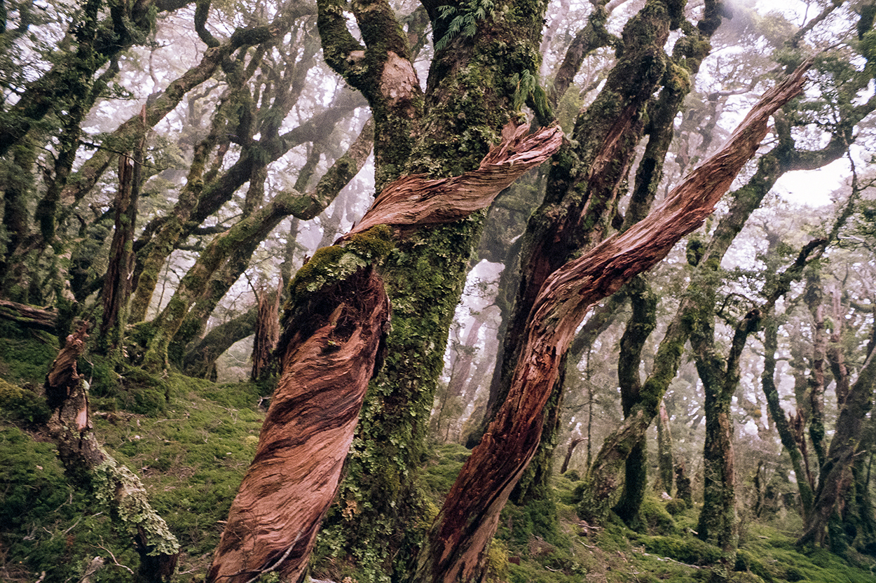 misty forest close-up with moss