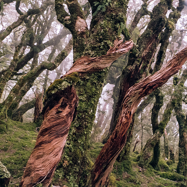 misty forest close-up with moss