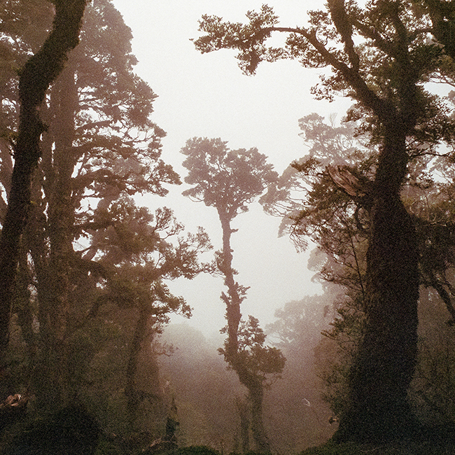misty forest with tree in the distance